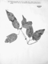 Puccinia clematidis image